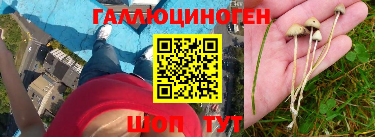 Псилоцибиновые грибы GOLDEN TEACHER Вологда